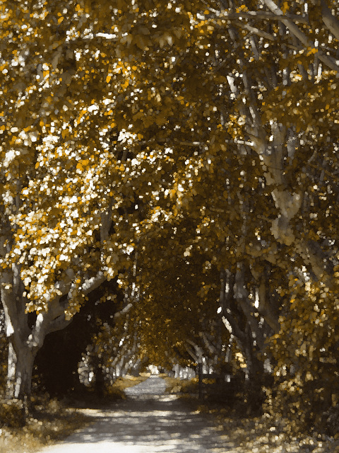 watercolours - acquarellando l'autunno