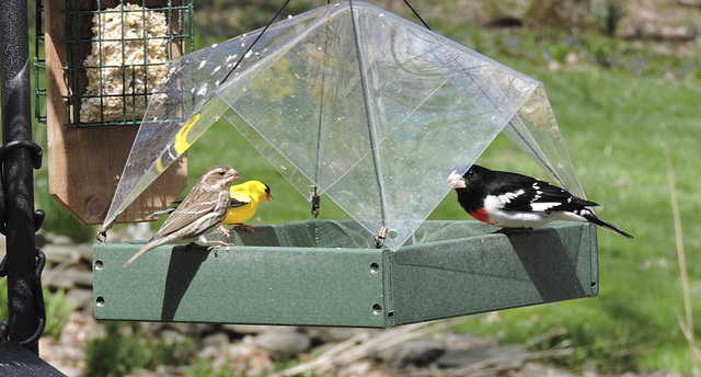 Rose-breasted Grosbeaks