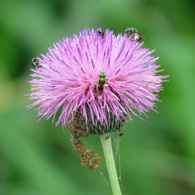 Day 8, thistle with insects, Santa Ana NWR