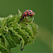 Ladybird Seeking Aphids