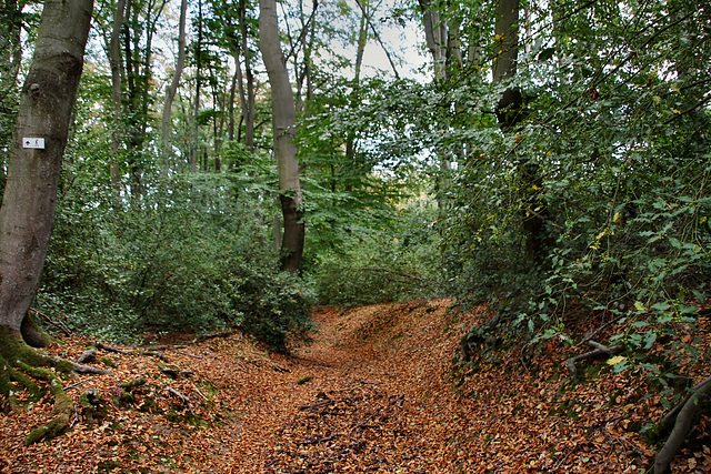 Alter Hohlweg (Hattingen-Niederstüter) / 16.08.2020