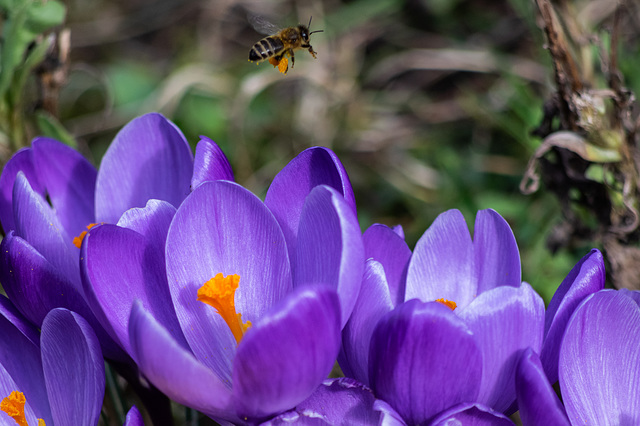 Airborne with heavy pollen load