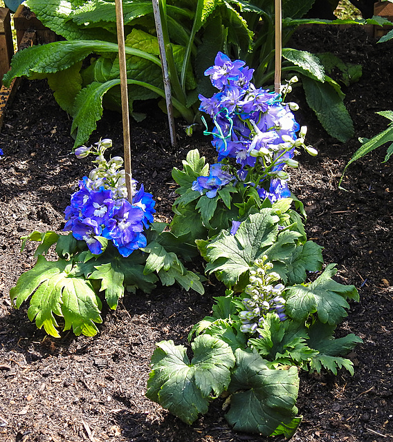 20220702 1287CPw [D~LIP] Rittersporn (Delphinium elatum 'Delphin Dark Blue/White Bee'), Bad Salzuflen