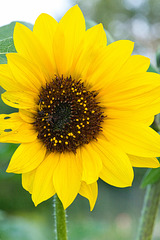 sunflower maturing