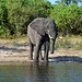 Botswana, Elephant Had Drank Some Water from the River of Chobe