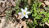 Anemone nemorosa