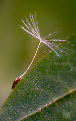Dandelion Seed