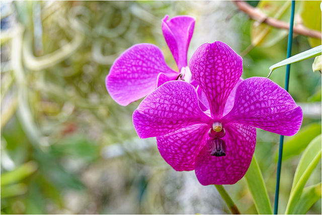 Orchid Plants 10