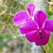 Orchid Plants 10