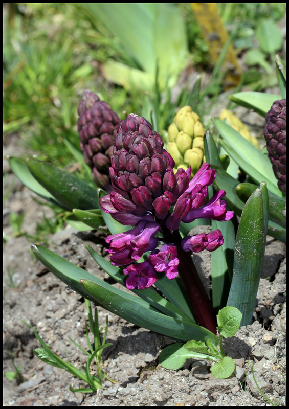 Jacinthe