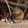 Least Chipmunk