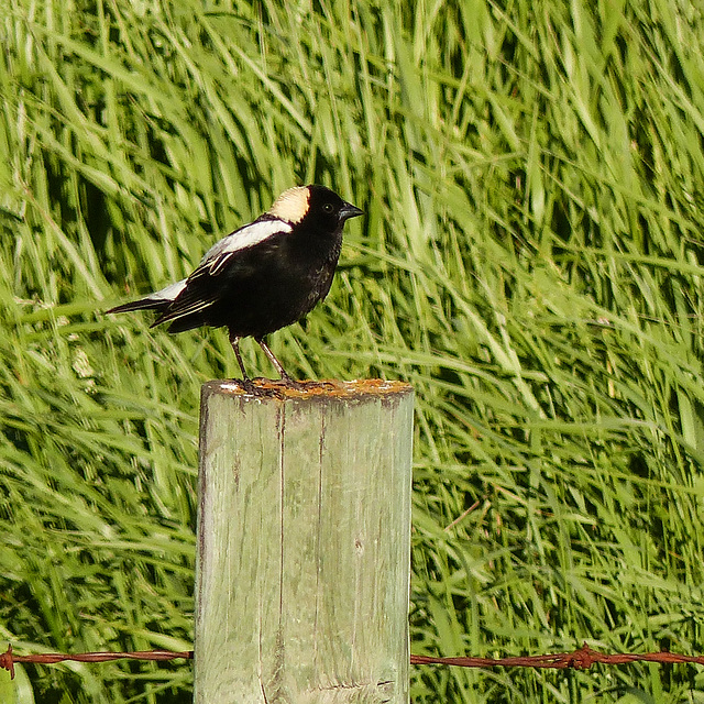 Yesterday's treat - a Bobolink