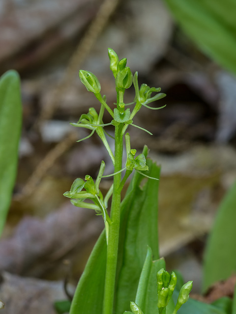 Liparis loeselii (Loesel's Twayblade orchid)