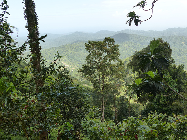 Rain forest on way to Brasso Seco