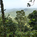 Rain forest on way to Brasso Seco