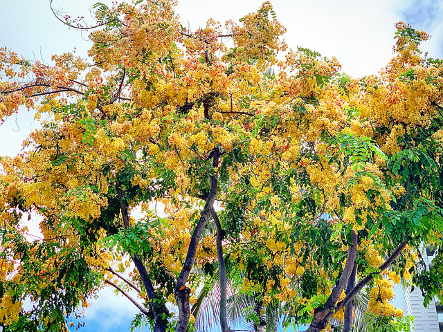 flowering tree