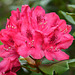 Pour un bon lundi...Rhododendron...