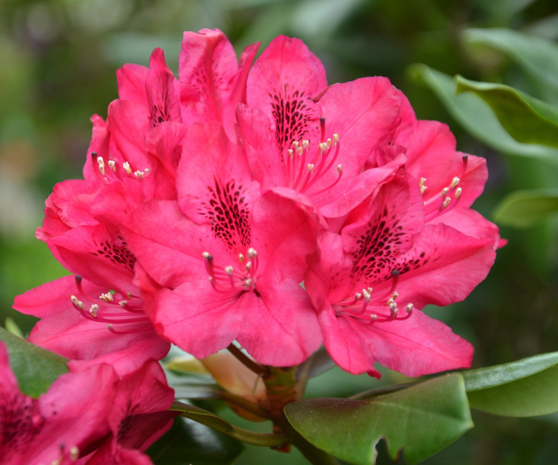 Pour un bon lundi...Rhododendron...