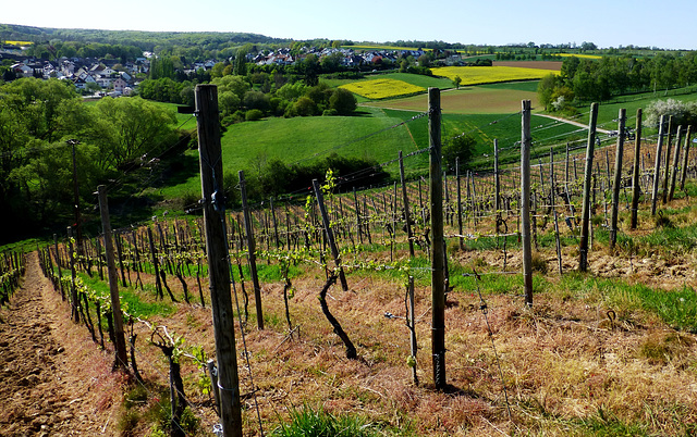 Hier wächst Wein vom Weingut O. Schell