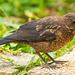 Young blackbird