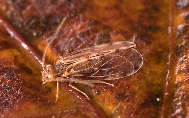 IMG 5933Barkfly