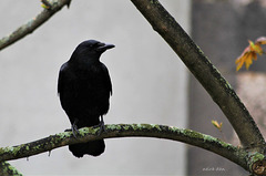 Dame corneille sur un arbre perchée