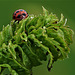 Ladybird