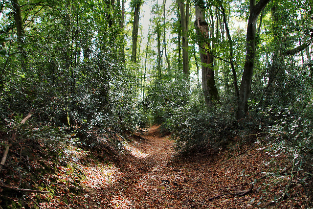 Alter Hohlweg (Hattingen-Niederstüter) / 16.08.2020