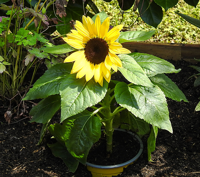 20220702 1288CPw [D~LIP] Sonnenblume (Helianthus), Bad Salzuflen