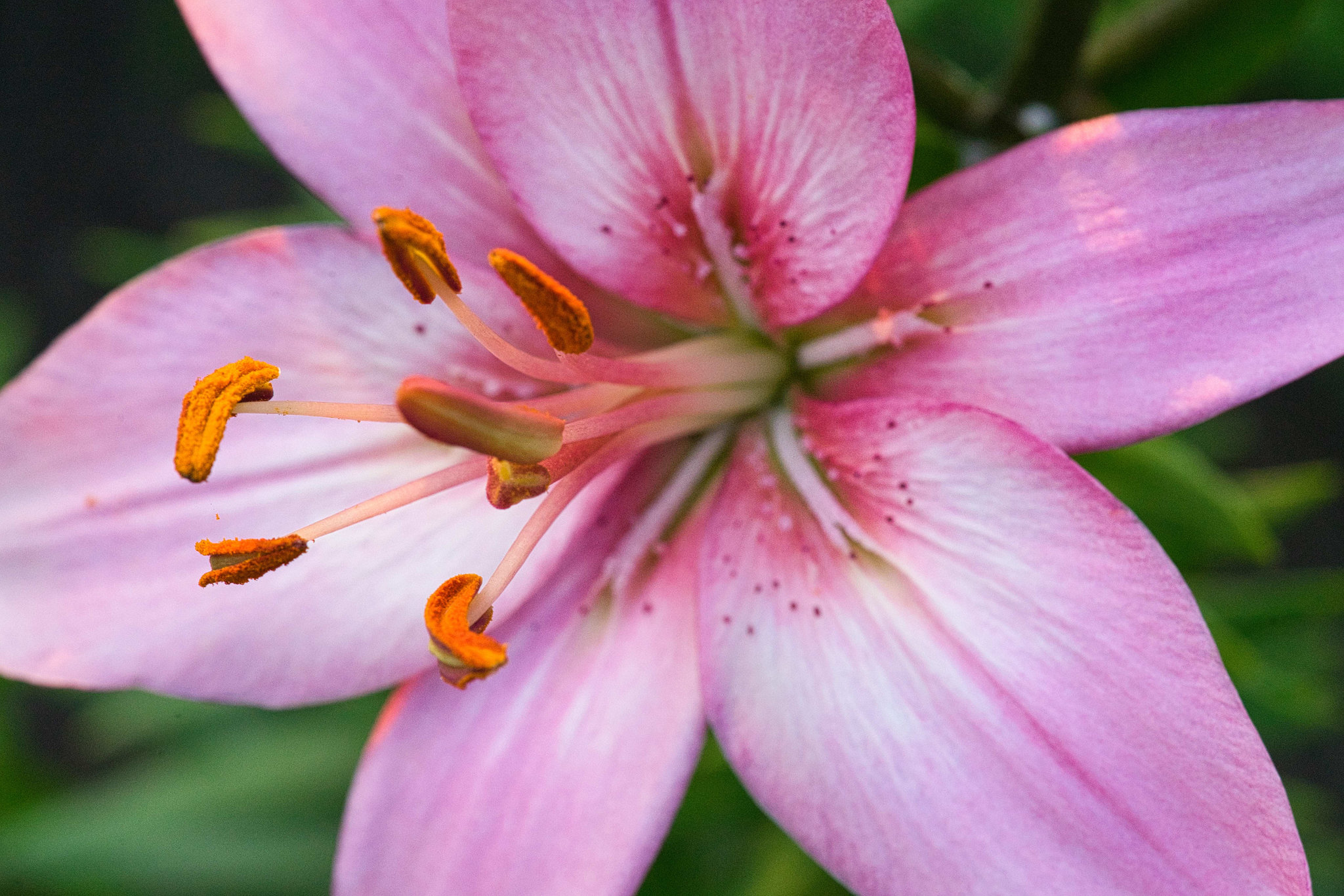lily close-up