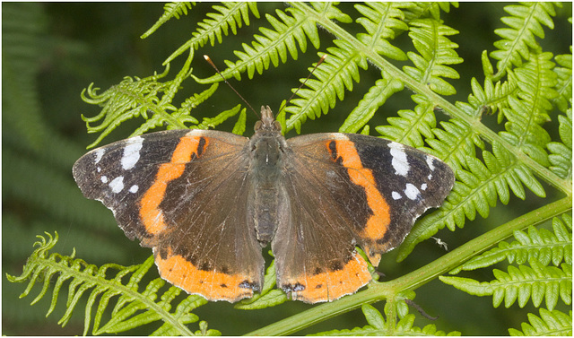 IMG 0249 Red Admiral