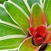 Orchid Plants 11
