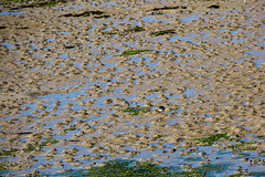 20140907 4835VRAw [NL] Steinwälzer (Arenaria interpres), Terschelling