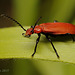 Common Cardinal Beetle (Pyrochroa serraticornis)