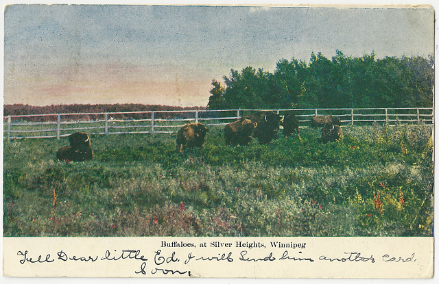 WP2063 WPG - BUFFALOES, AT SILVER HEIGHTS