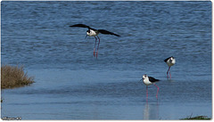 PARC du TEICH (33 Gironde)