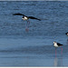 PARC du TEICH (33 Gironde)