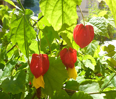 Blätter und Blüten im Sonnenlicht - folioj kaj floroj en sunlumo