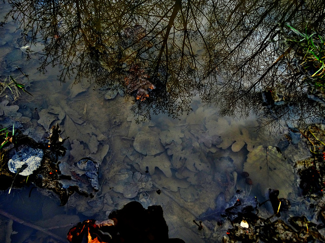 Looking Into A muddy Puddle