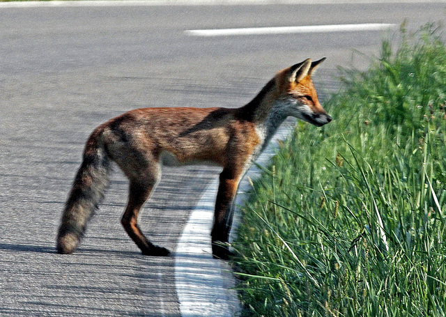 Ein Fuchs auf der Jagd