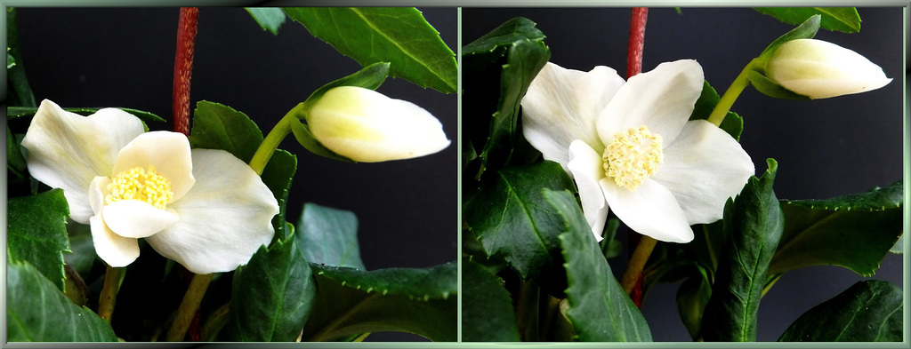 Schneerosen / Christrosen / Christmas roses. ©UdoSm