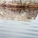 Reflection - Hammond Pond
