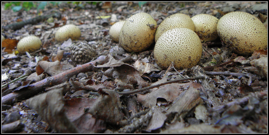 Potato's -Scleroderma citrinum---nederlands  aardappel bovist    giftig