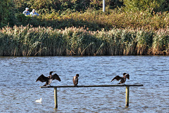 EOS 6D Peter Harriman 10 52 55 03213 Corms dpp hdr