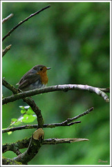 Robin