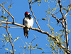 Acorn Woodpecker