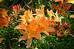 autres jolies fleurs autres jolies fleurs
