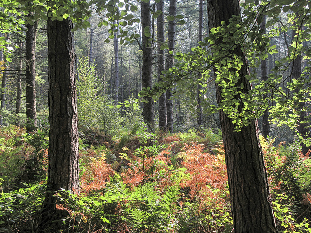 Early autumn colours in Rough Standhills 3