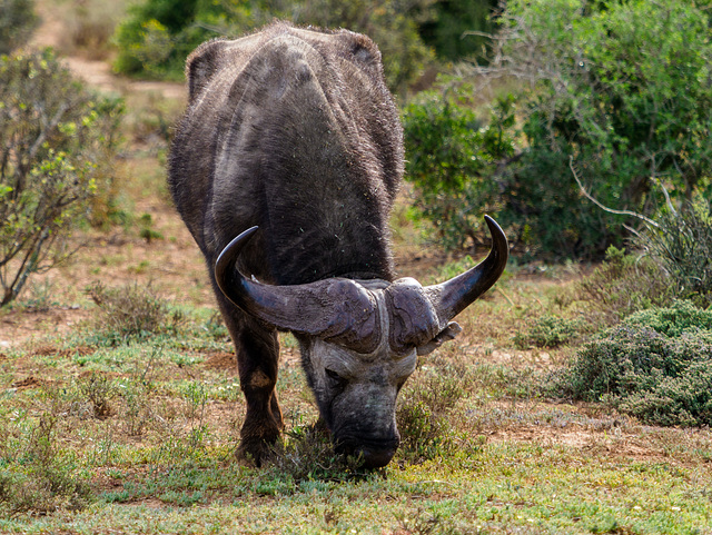 Addo Nationalpark Südafrika - Ein sehr alter Büffel