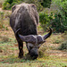 Addo Nationalpark Südafrika - Ein sehr alter Büffel